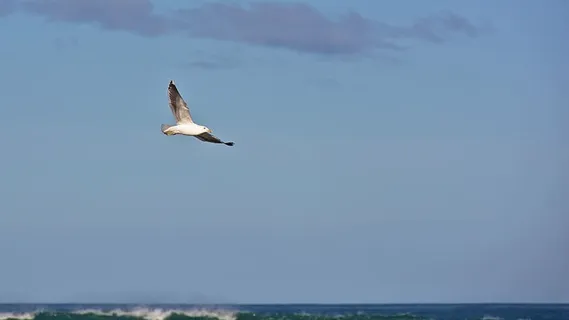 白色,灰色,鸟,飞翔,海鸥,翱翔,蓝色,天空 白色,灰色,鸟,飞翔,海鸥,翱翔,蓝色,天空