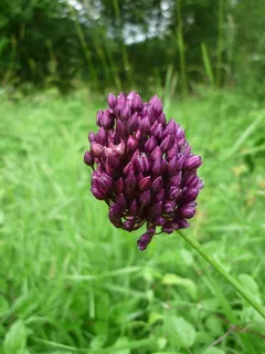 韭菜,野生,植物,草地,野生植物,森林边缘,夏天,紫色 韭菜,野生,植物,草地,野生植物,森林边缘,夏天,紫色