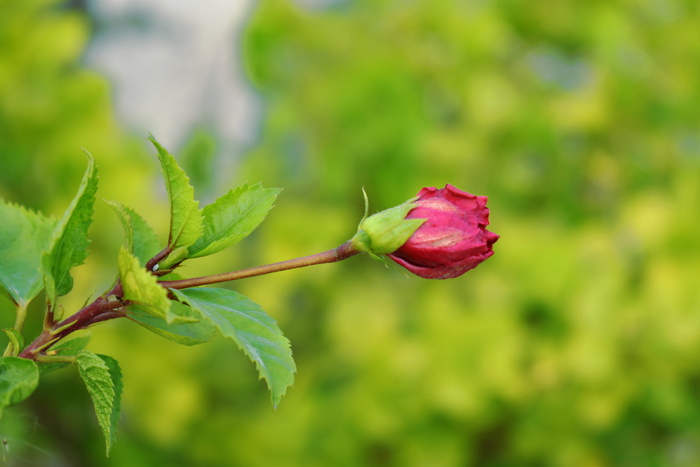 月季，花蕾，花朵，花朵，植物，自然之美，开花植物，特写