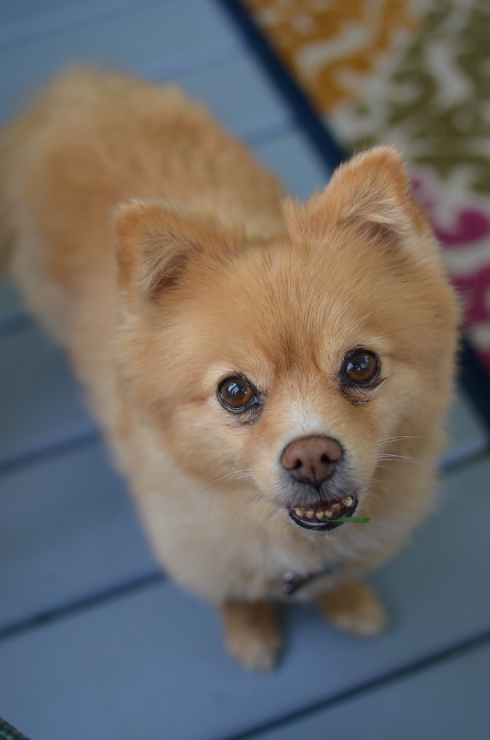 博美犬，狗，鼻子，小狗，木偶，宠物，动物，背景