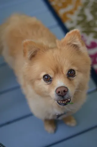 博美犬，狗，鼻子，小狗，木偶，宠物，动物，背景
