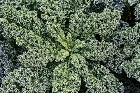 羽衣甘蓝,蔬菜,食品,冬季蔬菜,食用,健康,维生素,新鲜 羽衣甘蓝,蔬菜,食品,冬季蔬菜,食用,健康,维生素,新鲜