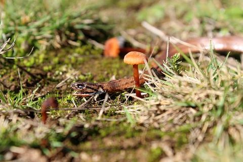 蛇，蘑菇，自然，野生，绘画，野生动物，森林，树木