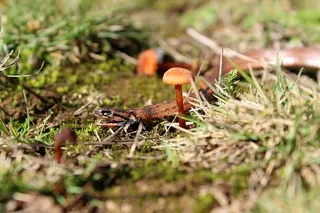 蛇，蘑菇，自然，野生，绘画，野生动物，森林，树木