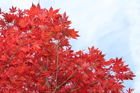 枫树,红,树叶,树,秋天,大自然,红枫树,落叶 枫树,红,树叶,树,秋天,大自然,红枫树,落叶