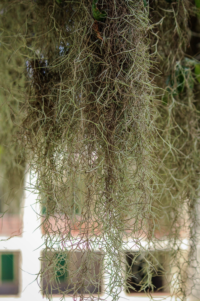 西班牙苔藓, 悬垂, 悬垂苔藓, 悬垂苔藓, 附生植物, 空气植物, 铁兰usneoides, 动物主题