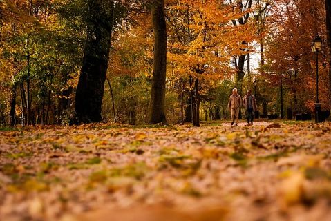 秋天，颜色，黎明，日光，环境，秋天，人行道，森林