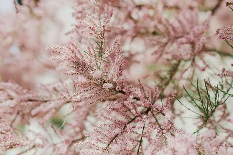 树在早春开花 树在早春开花