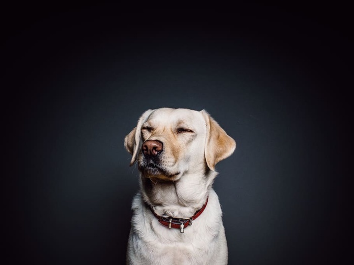 项圈里的黄色拉布拉多猎犬