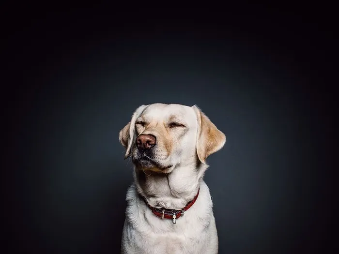 项圈里的黄色拉布拉多猎犬