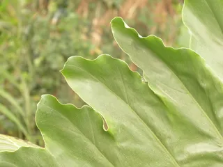 叶, 大, 绿色, 喜林, 树喜林, 树朋友, aroideae, aronstabgewaechs