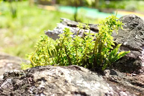 植物,花瓶,盆栽,罐子,陶器,苔藓,花盆,户外 植物,花瓶,盆栽,罐子,陶器,苔藓,花盆,户外