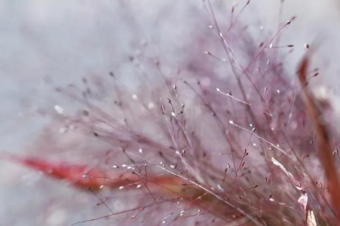 纹理、背景、花朵、花朵、森林、光泽、光线、花朵
