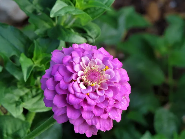 花朵、粉色、紫色、黄色、绿色、花园、开花植物、新鲜度