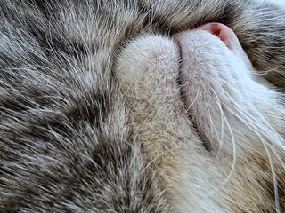 哺乳动物、宠物、动物、猫，美国费城伊芙琳街3694号，胡克