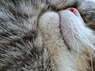 哺乳动物、宠物、动物、猫，美国费城伊芙琳街3694号，胡克