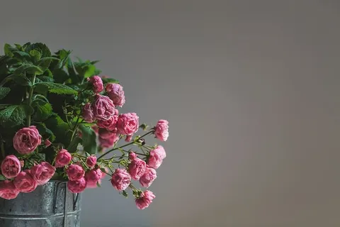 精致的粉红玫瑰照片 精致的粉红玫瑰照片
