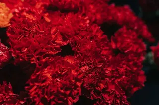 五颜六色的花束收藏