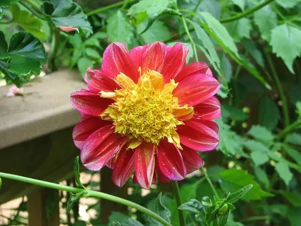大丽花,花,花,盛开,花瓣,植物,一年生,夏天 大丽花,花,花,盛开,花瓣,植物,一年生,夏天