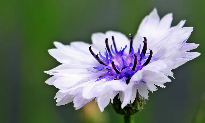 白色，紫色，花瓣花特写照片，花，特写，照片，矢车菊，野花