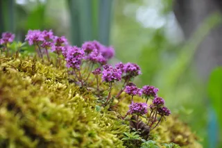 自然，植物，花朵，花朵，花园，紫色，植物，夏天