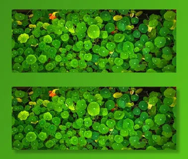 绿叶植物 绿叶植物