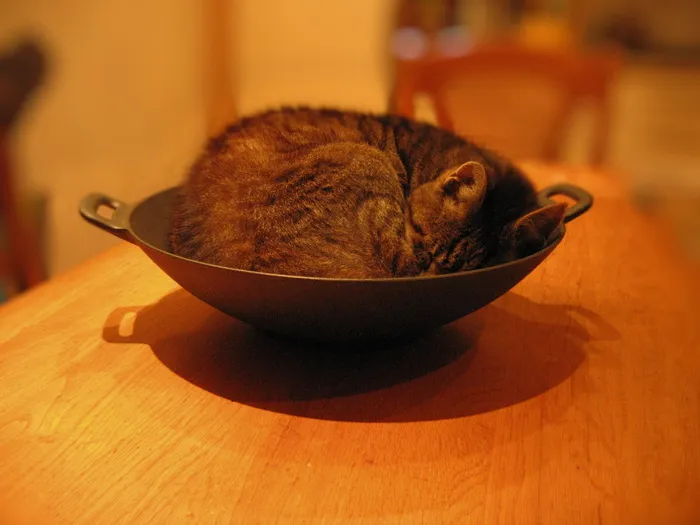 棕色，斑猫，猫，睡觉，炒锅，猫，宠物，搞笑