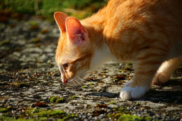 猫，小猫，鲭鱼，红鲭鱼斑猫，红猫，猫宝宝，美泽，家猫