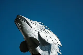 新西兰，惠灵顿，艺术，街头艺术，城市，鱼类，蓝天，金属