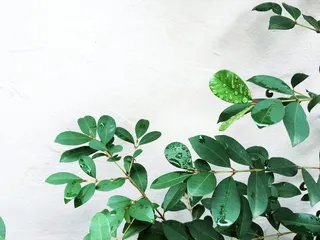 美国，圣莫尼卡，蒙大拿州北部，树叶，植物，雨水，绿色，树叶