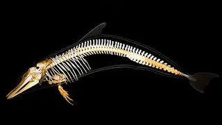 棕鱼骨架，海豚，骨架，解剖学，哺乳动物，骨骼，动物学，鱼类学