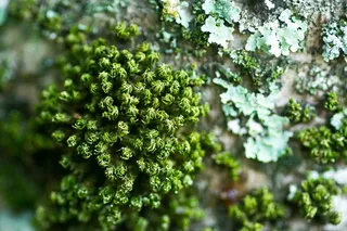 自然、藻类、树木、植物、绿色、新鲜、自然之美、食品和饮料