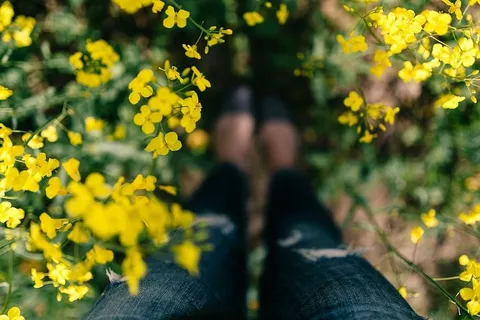 在盛开的油菜地里拿着老式相机的女人