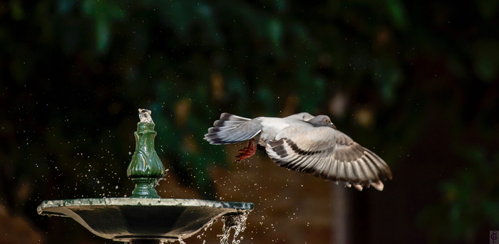paloma，fleeting，flight，water，bird，脊椎动物，动物主题，野生动物
