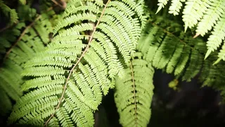 蓝花楹, 树, 性质, 背景, 自然背景, 特写, 黑暗, 露营