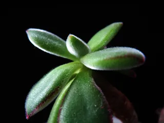 肉质的、绿色的、国情咨文的、肉质的、植物的、迷你盆栽的、自然的、花卉的