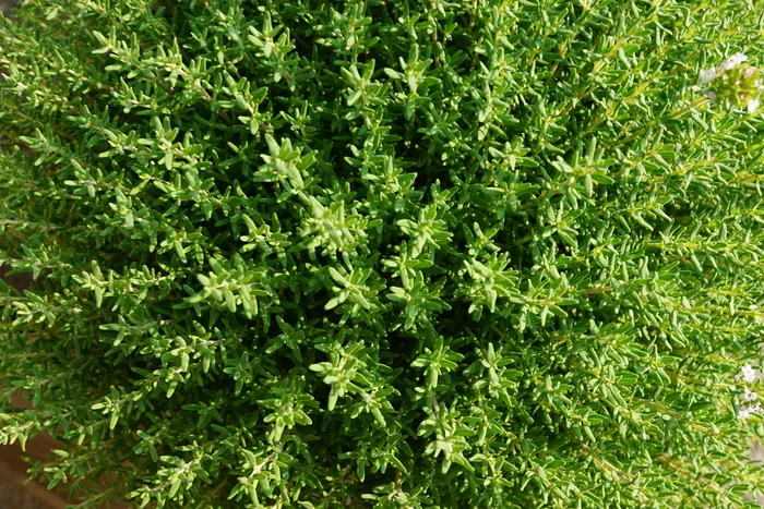 百里香，药草，自然，花园，夏天，植物，开花，开花