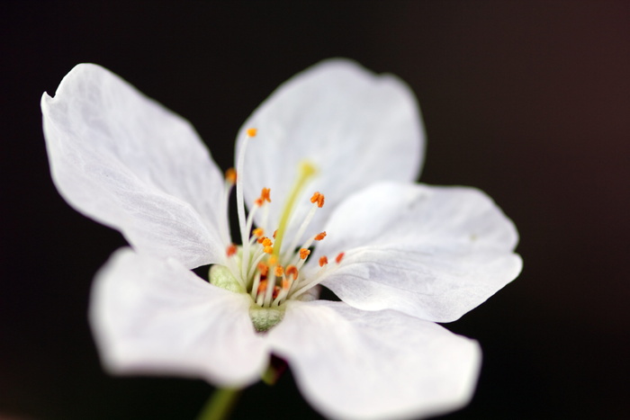 白樱花特写摄影