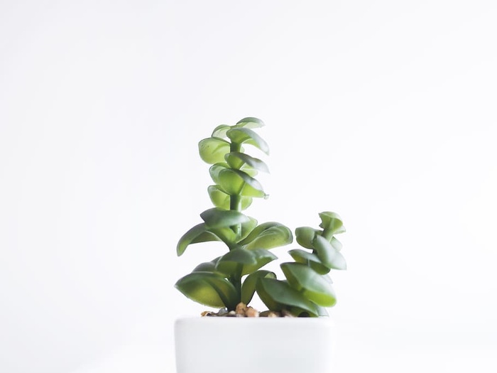 多汁植物