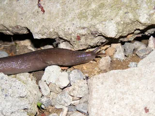 蛞蝓，贝壳，动物，野生动物，软体动物，粘液，腹足动物，爬行