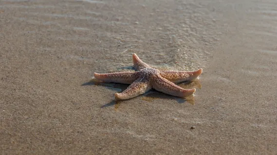 海滩、水、海、sylt、海星、动物、生物、动物主题 海滩、水、海、sylt、海星、动物、生物、动物主题