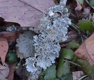 美国，橡树岭，共生，真菌，蓝藻，地衣，植物，自然