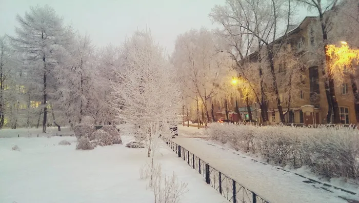 俄罗斯，西伯利亚，寒冷的温度，树木，自然，户外，季节，街道