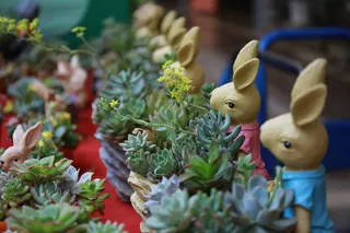 肉质的、花的、风景的、表象的、动物表象的、艺术和工艺的、玩具的、没有人的