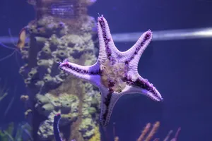 海星，水族馆，海星缸，动物主题，野生动物，野生动物，动物，水下