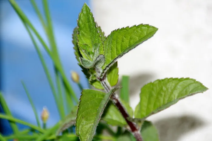 薄荷茶，薄荷，植物，薄荷，叶子，花园，自然，绿色