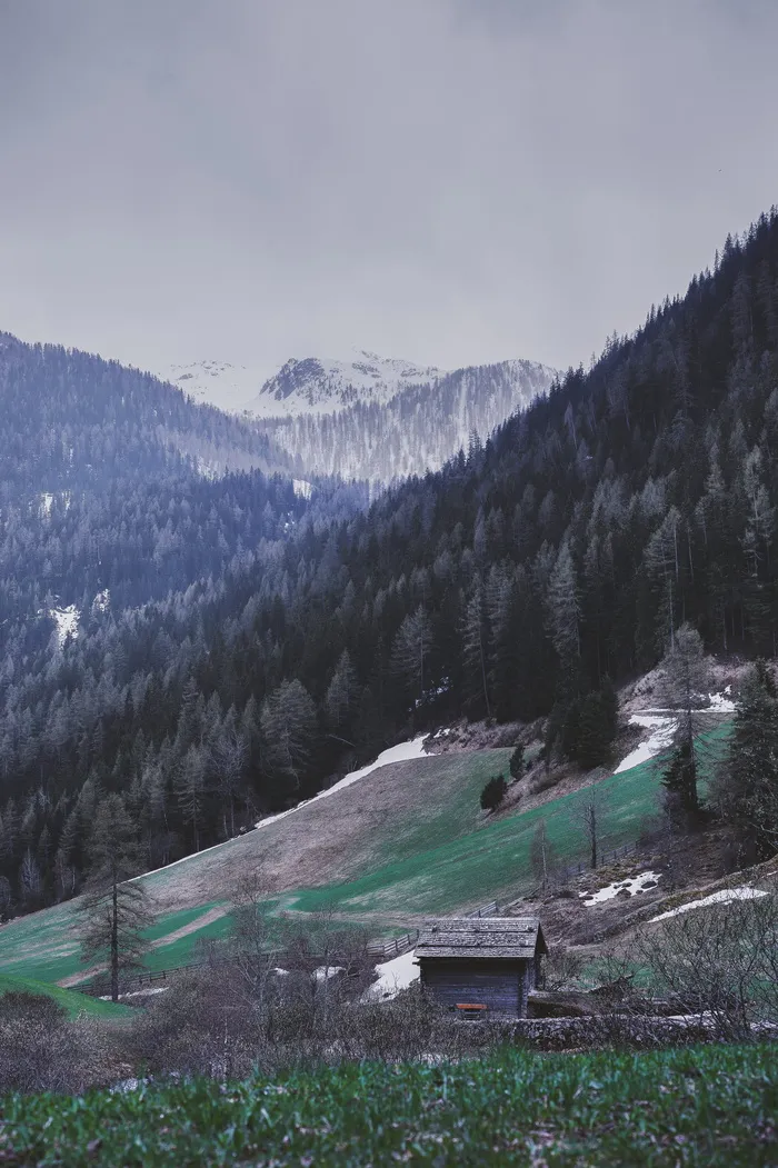 松树环绕的灰色房子