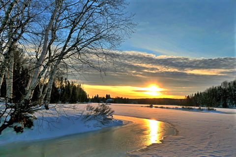 日落、冬天、大自然、寒冷、天空、树木、桦树、云朵