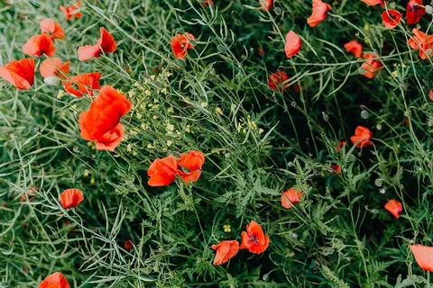 一片红色罂粟地
