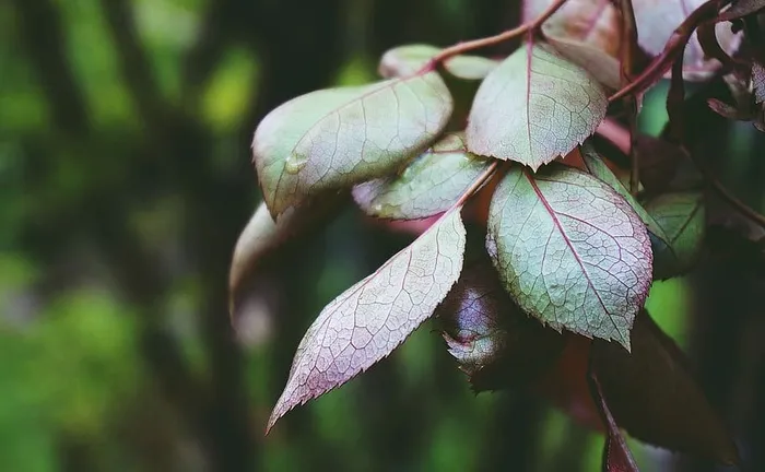 绿叶植物